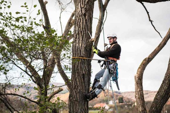 Professionnel pour l'élagage d'arbre en accès difficile - Morestel - Jabelin Paysage