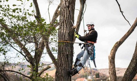 Professionnel pour l'élagage d'arbre en accès difficile - Morestel - Jabelin Paysage